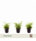 Nephrolepis
