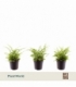 Nephrolepis