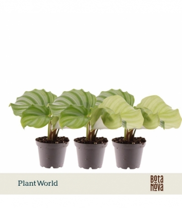 Calathea