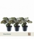 Calathea