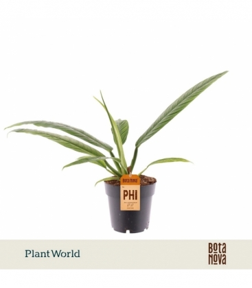 Philodendron
