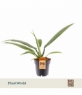 Philodendron