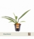 Philodendron