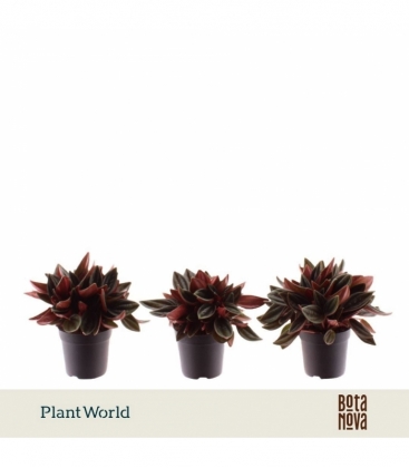 Peperomia