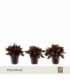 Peperomia