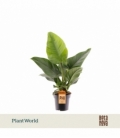 Philodendron