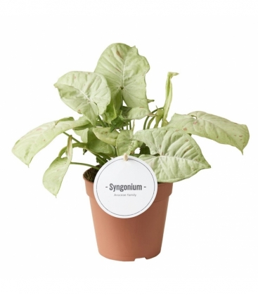 Syngonium
