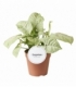 Syngonium