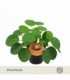 Pilea