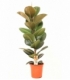 Ficus
