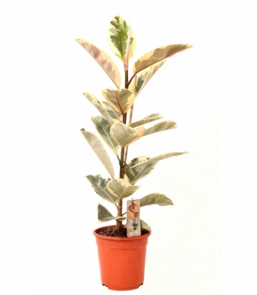 Ficus