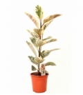 Ficus