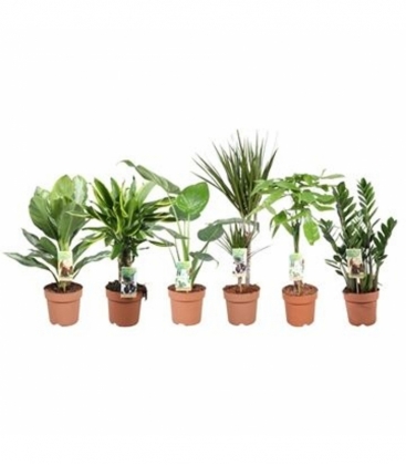 Indoor