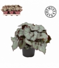 Begonia