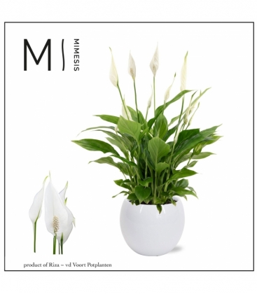 Spathiphyllum