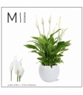 Spathiphyllum