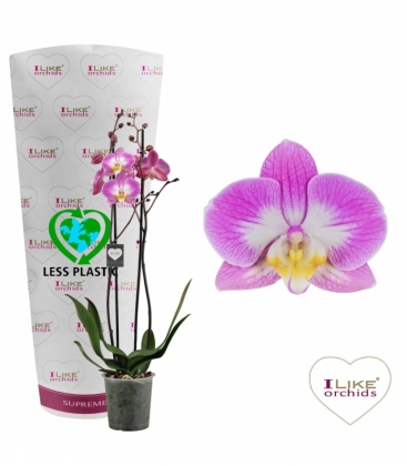 Phalaenopsis