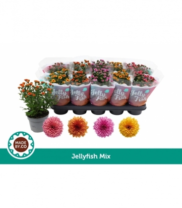 Chrysanthemum