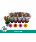 Chrysanthemum