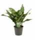 Aglaonema