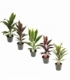 Cordyline