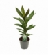 Cordyline