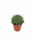 Aloe