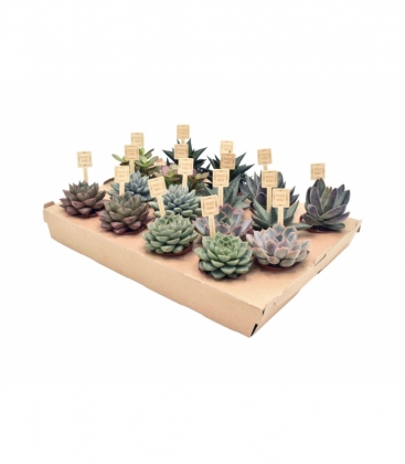 succulents