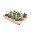 succulents