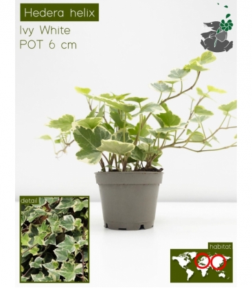 Hedera