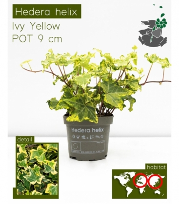 Hedera