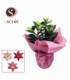Lilium