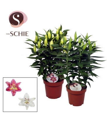 Lilium