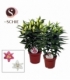 Lilium