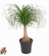 Beaucarnea