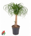 Beaucarnea