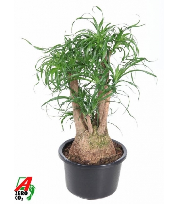 Beaucarnea