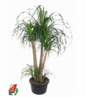 Beaucarnea