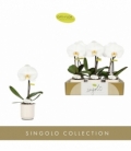 Phalaenopsis