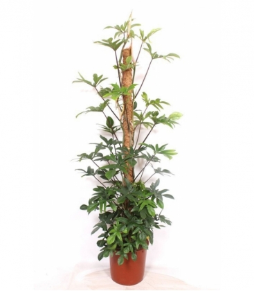 Philodendron