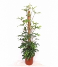 Philodendron