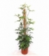 Philodendron