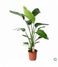 Strelitzia