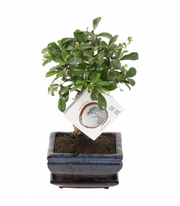 Bonsai