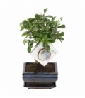 Bonsai