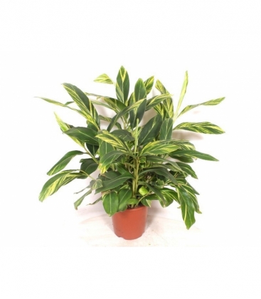 Alpinia