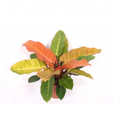 Philodendron