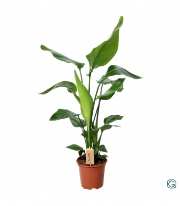Strelitzia