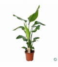 Strelitzia