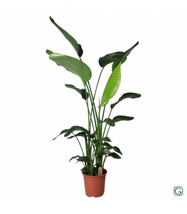 Strelitzia